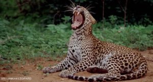 Yala National Park Yala Safari national park in Sri Lanka wildlife in Sri Lanka, rainbow tours sri lanka nature wild animals tour in sri lanka, https://rainbowtourssrilanka.com, Rainbow Tours Sri Lanka,