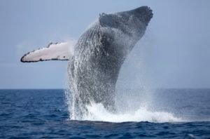 Whales and Dolphin Watching in Sri Lanka, rainbowtourssrilanka.com, https://rainbowtourssrilanka.com, Rainbow Tours Sri Lanka, whale watching tour Mirissa, blue whale Sri Lanka