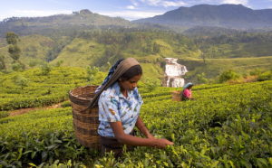 Kandy Day Tours - Nuwara Eliya Tea Pickers