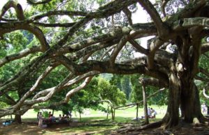 Kandy Day Tours - Peradeniya Botanical Gardens