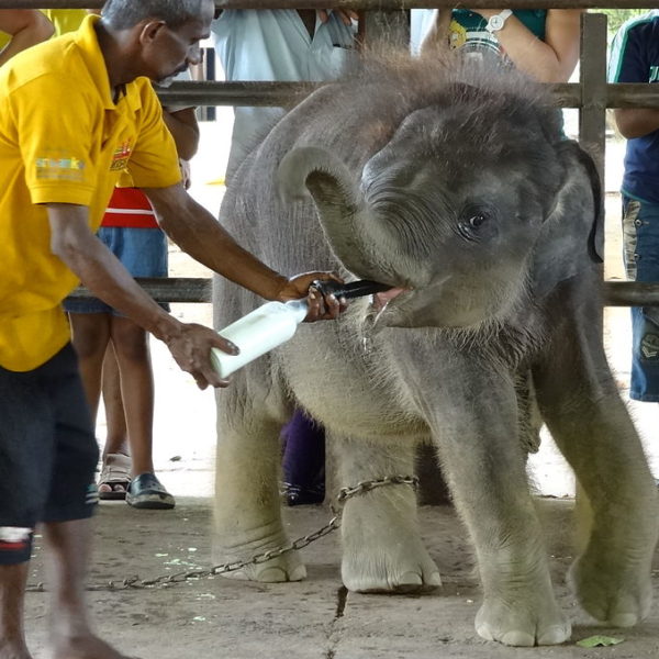 Kandy Day Tours - Pinnawala Elephant Orphanage
