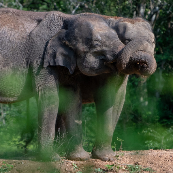 Rainbow Safari Tours in Sri Lanka - Elephants #michaelberkeleyphotography