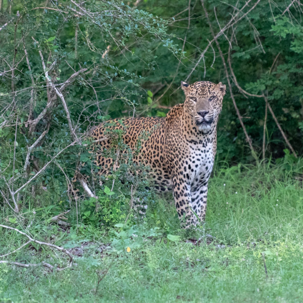 Rainbow Safari Tours in Sri Lanka - Leopards #michaelberkeleyphotography