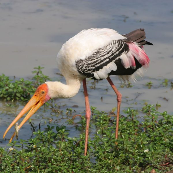 Rainbow Safari Tours in Sri Lanka - Flamingo Bird Bundala