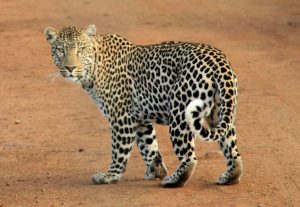 Rainbow Safari Tours in Sri Lanka - Leopard