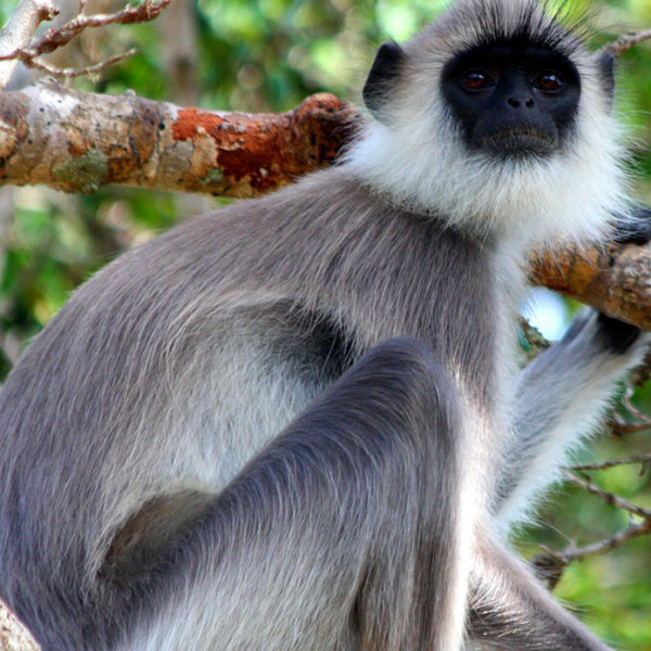 Rainbow Safari Tours in Sri Lanka - Grey Monkey