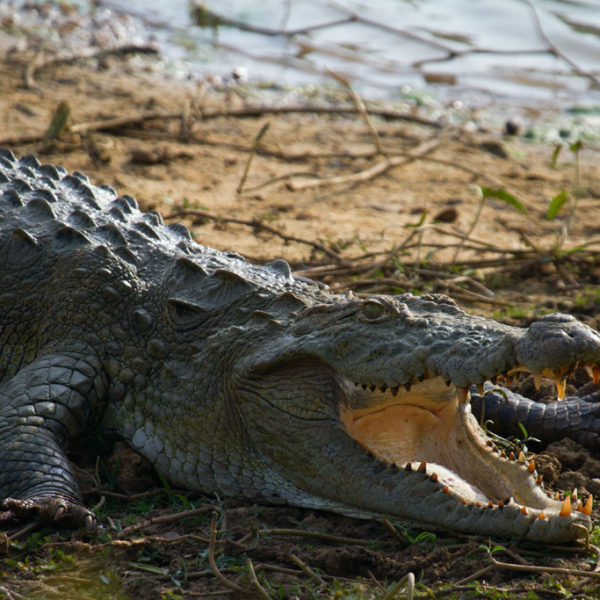 Rainbow Safari Tours in Sri Lanka - Crocodile