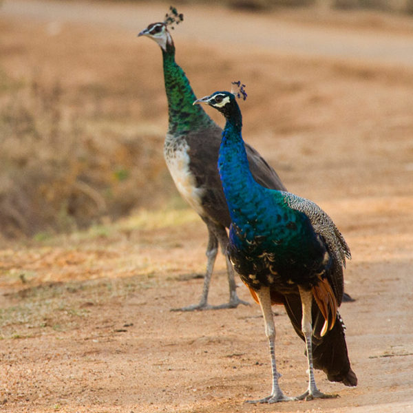 Rainbow Safari Tours in Sri Lanka - Peacock