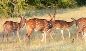 Rainbow Safari Tours in Sri Lanka - Yala Deer