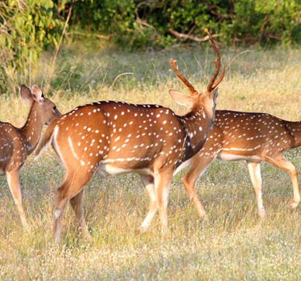Rainbow Safari Tours in Sri Lanka - Yala Deer